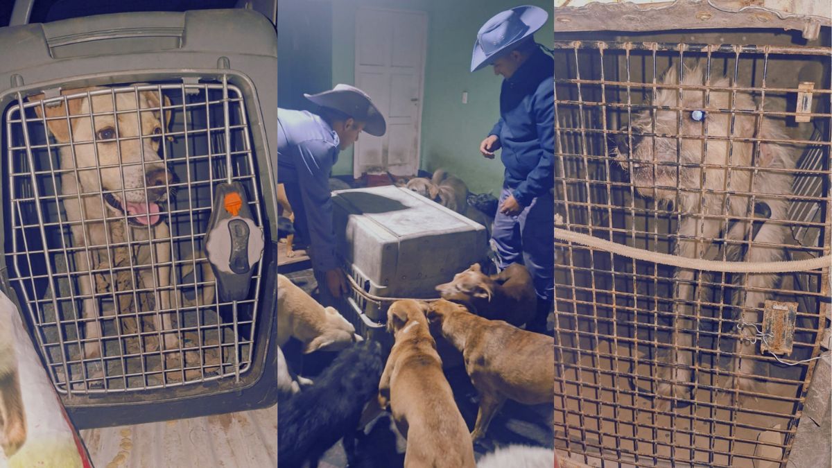 maltrato-animal-rescate