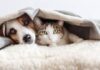 Ante el frío: ¿Cómo cuidar la salud de las mascotas?