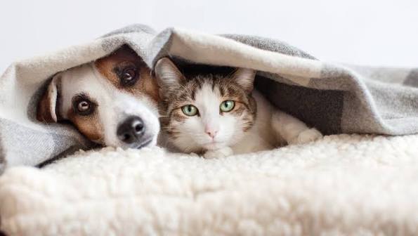 Ante el frío: ¿Cómo cuidar la salud de las mascotas?